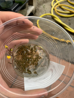 Utricularia vulgaris, pianta anti-zanzare, ossigenante, Urtica acquatica, pianta vescica antizanzara, carnivora acquatica