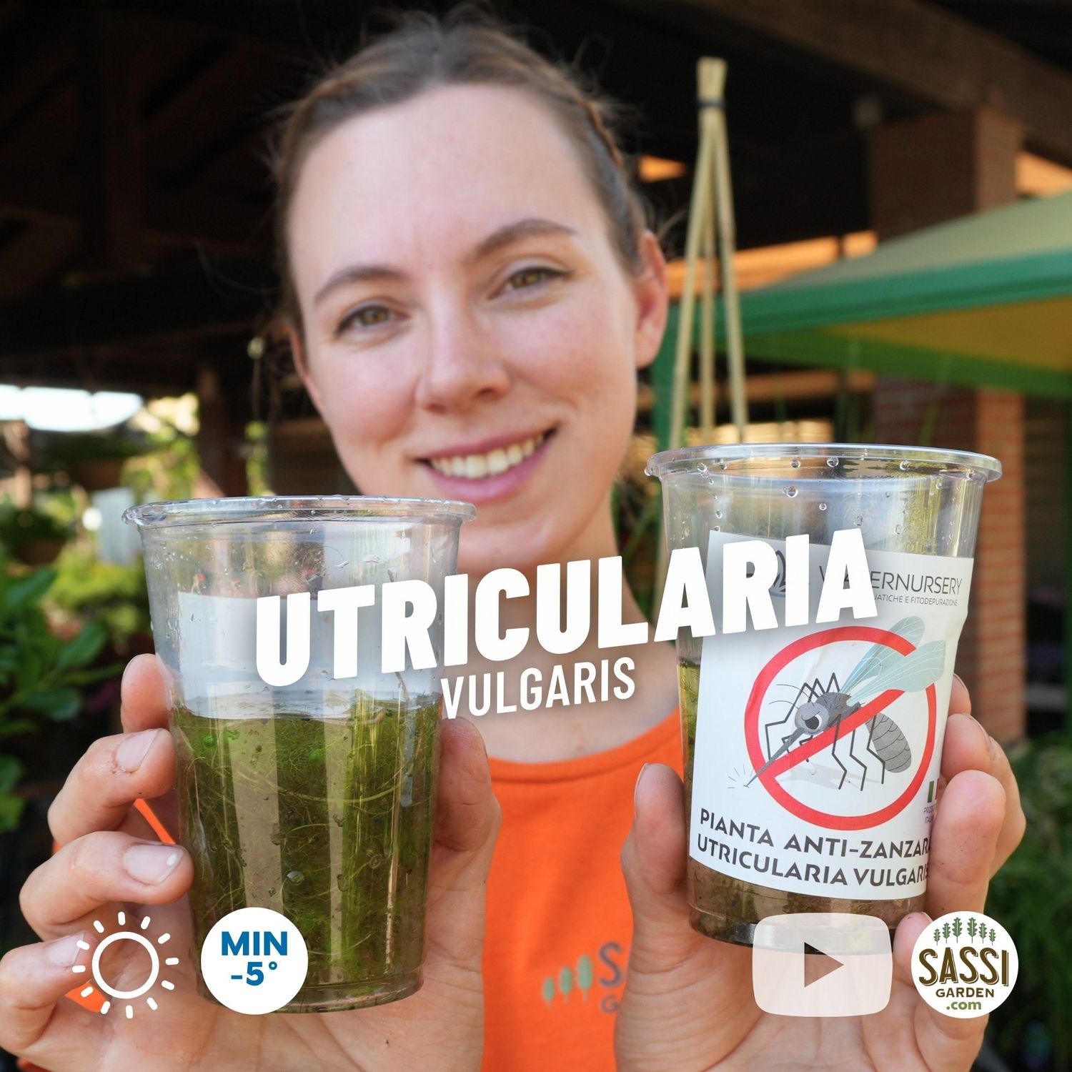 Utricularia vulgaris, pianta anti-zanzare, ossigenante, Urtica acquatica, pianta vescica antizanzara, carnivora acquatica Utricularia vulgaris, pianta anti-zanzare, ossigenante, Urtica acquatica, pianta vescica antizanzara, carnivora acquatica