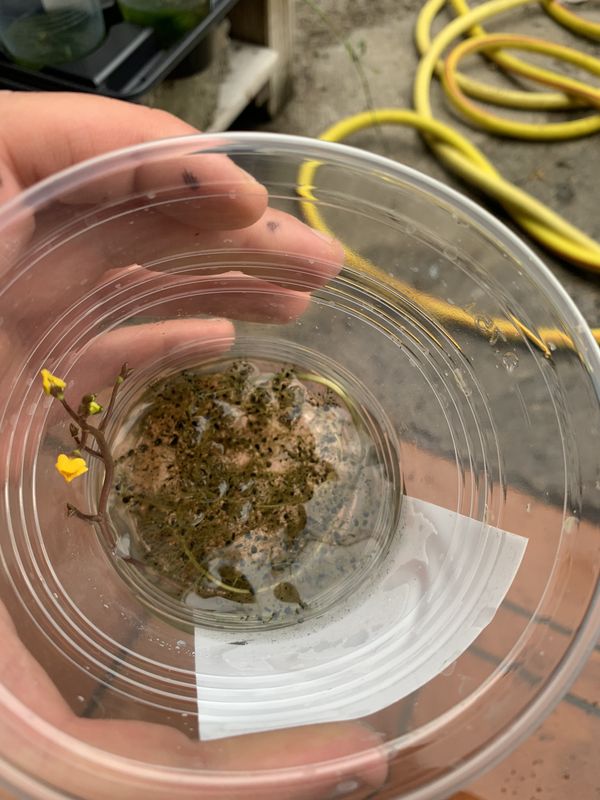 Utricularia vulgaris, pianta anti-zanzare, ossigenante, Urtica acquatica, pianta vescica antizanzara, carnivora acquatica Utricularia vulgaris, pianta anti-zanzare, ossigenante, Urtica acquatica, pianta vescica antizanzara, carnivora acquatica
