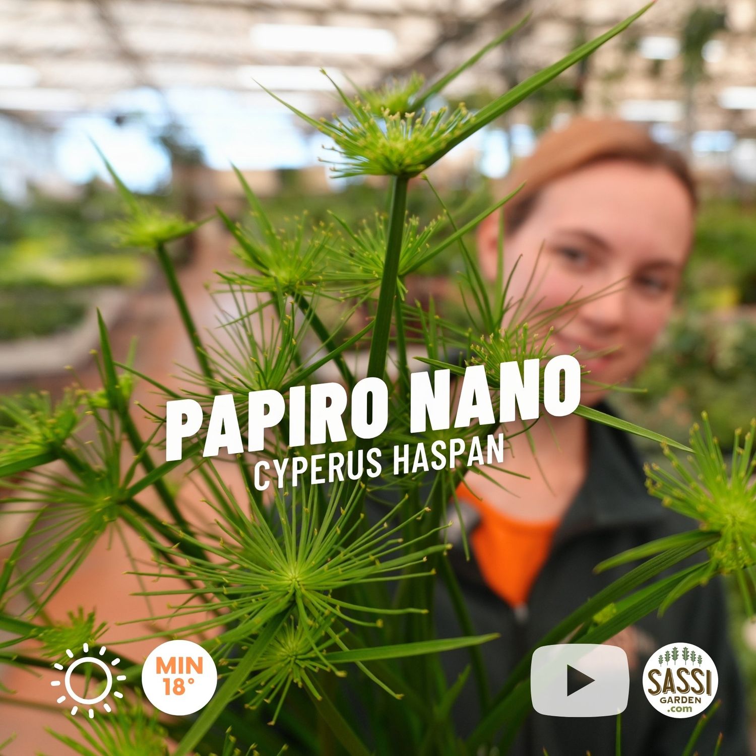 Papiro Nano, Cyperus Haspan - vaso Ø12 cm Papiro Nano, Cyperus Haspan - vaso Ø12 cm