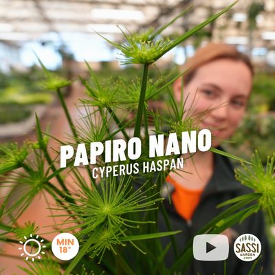Papiro Nano, Cyperus Haspan - vaso Ø12 cm Papiro Nano, Cyperus Haspan - vaso Ø12 cm