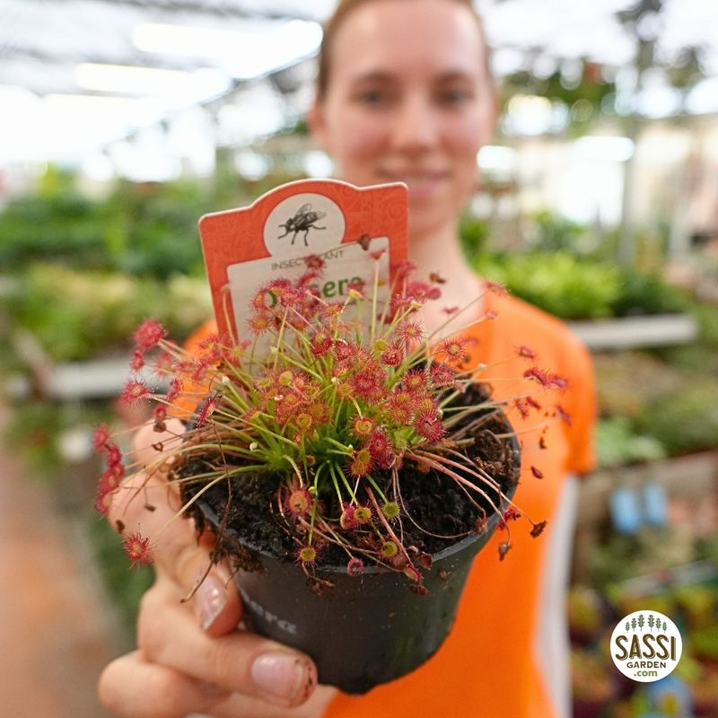 Drosera paradoxa, pianta carnivora - vaso Ø9 cm
