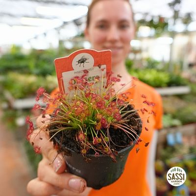 Drosera paradoxa, pianta carnivora - vaso Ø9 cm