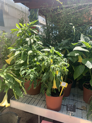 Brugmansia, Trombetta degli angeli, FIORE BIANCO - vaso Ø22 cm