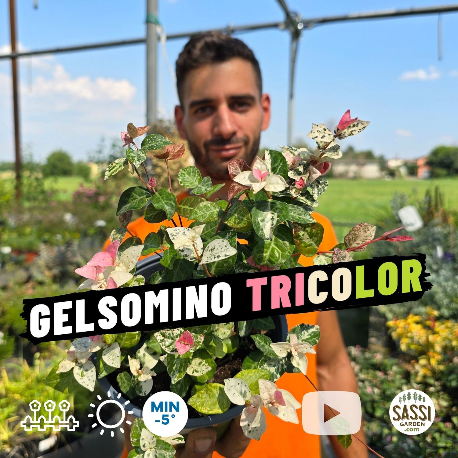 Falso Gelsomino Tricolore, Trachelospermum jasminoides Asiaticum Tricolor - vaso Ø16 cm