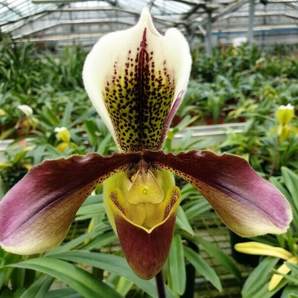 Orchidea, Paphiopedilum mix - vaso Ø12 cm Orchidea, Paphiopedilum mix - vaso Ø12 cm