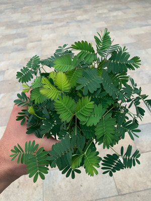 Mimosa pudica, Mimosa Timida, Pianta Sensitiva - vaso Ø9 cm
