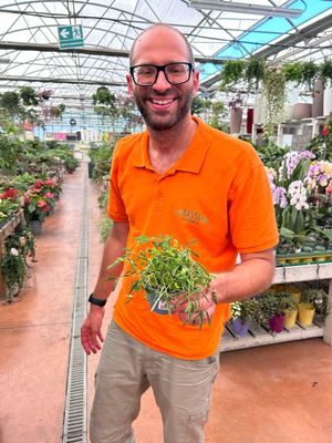 Mimosa pudica, Mimosa Timida, Pianta Sensitiva - vaso Ø9 cm Mimosa pudica, Mimosa Timida, Pianta Sensitiva - vaso Ø9 cm