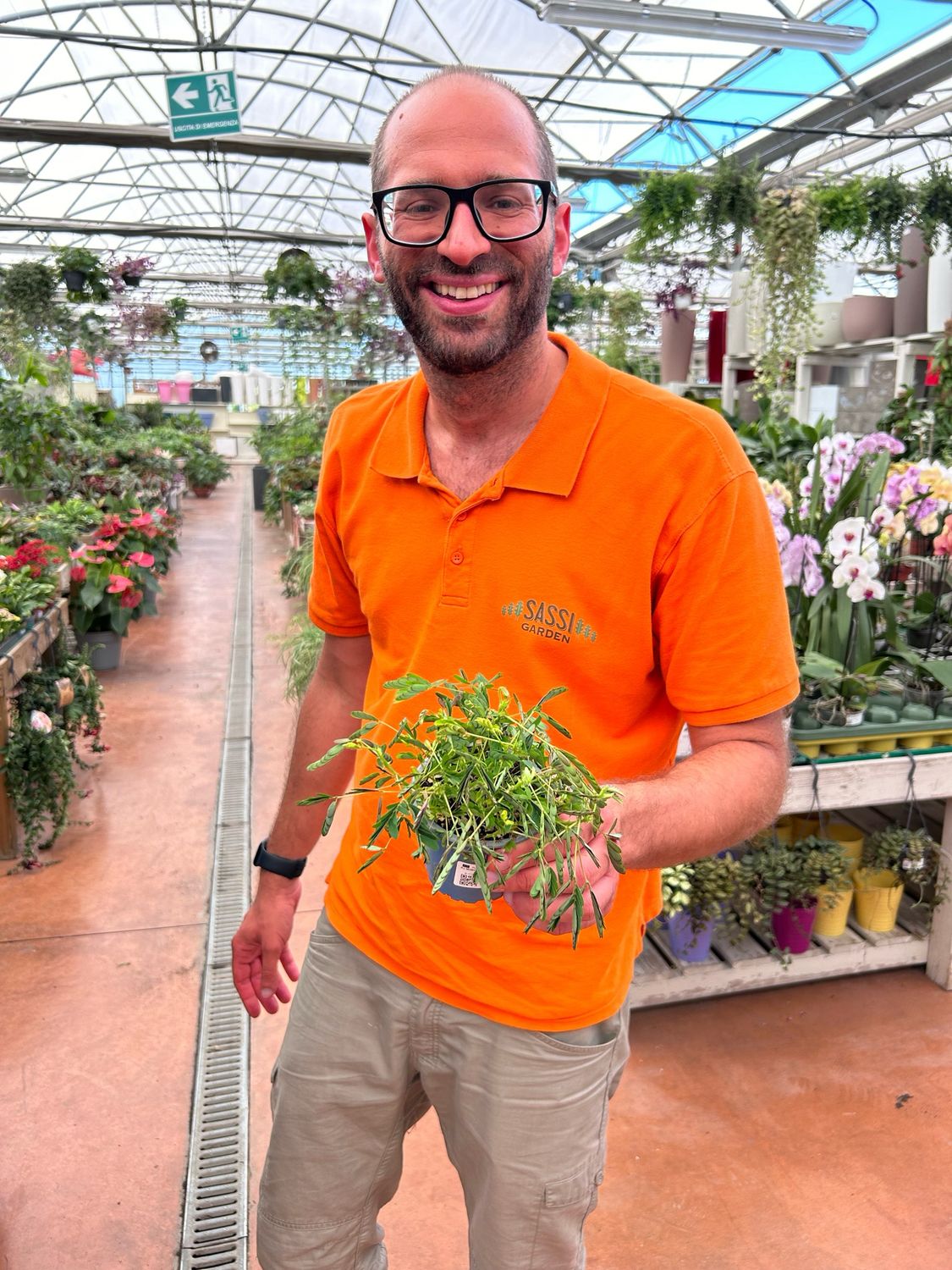 Mimosa pudica, Mimosa Timida, Pianta Sensitiva - vaso Ø9 cm