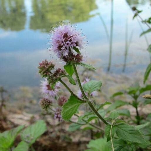 MENTA D'ACQUA - Menta Acquatica - Mentha aquatica - v9