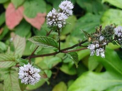 MENTA D'ACQUA - Menta Acquatica - Mentha aquatica - v9