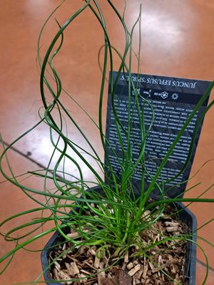Juncus Effusus Spiralis, Giunco capelluto - vaso Ø12 cm
