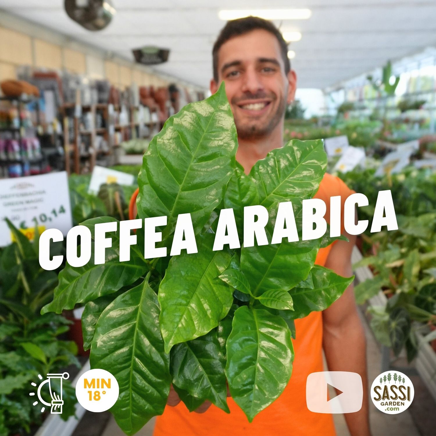 Pianta del Caffè, Coffea Arabica - vaso Ø12 cm Pianta del Caffè, Coffea Arabica - vaso Ø12 cm