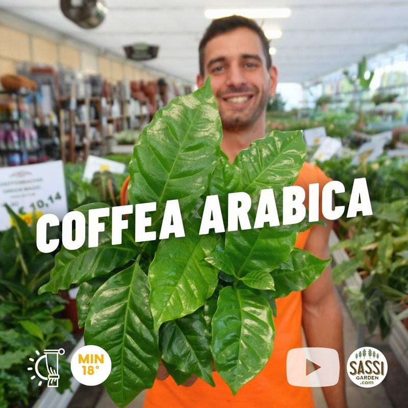 Pianta del Caffè, Coffea Arabica - vaso Ø12 cm