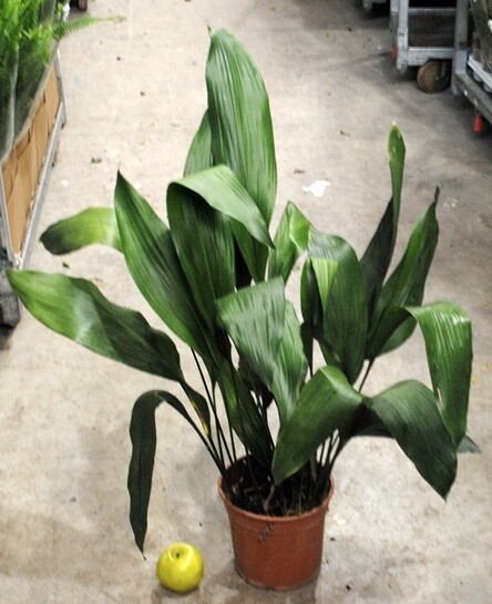 Aspidistra elatior, Pianta di Piombo, Pianta di Ferro - vaso Ø24 cm Aspidistra elatior, Pianta di Piombo, Pianta di Ferro - vaso Ø24 cm