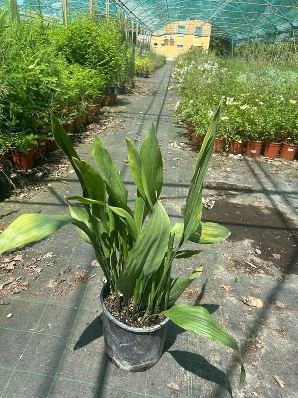 Aspidistra elatior, Pianta di Piombo, Pianta di Ferro - vaso Ø24 cm Aspidistra elatior, Pianta di Piombo, Pianta di Ferro - vaso Ø24 cm