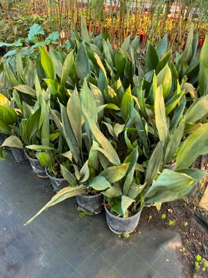 Aspidistra elatior, Pianta di Piombo, Pianta di Ferro - vaso Ø24 cm Aspidistra elatior, Pianta di Piombo, Pianta di Ferro - vaso Ø24 cm