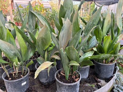 Aspidistra elatior - Foto Ottobre 2026