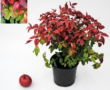 Nandina domestica 'Fire Power' - vaso Ø18 cm Nandina domestica 'Fire Power' - vaso Ø18 cm