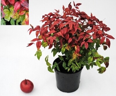 Nandina domestica 'Fire Power' - vaso Ø18 cm