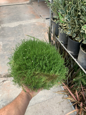 Sagina Subulata -Muschio irlandese - v17 Sagina Subulata -Muschio irlandese - v17