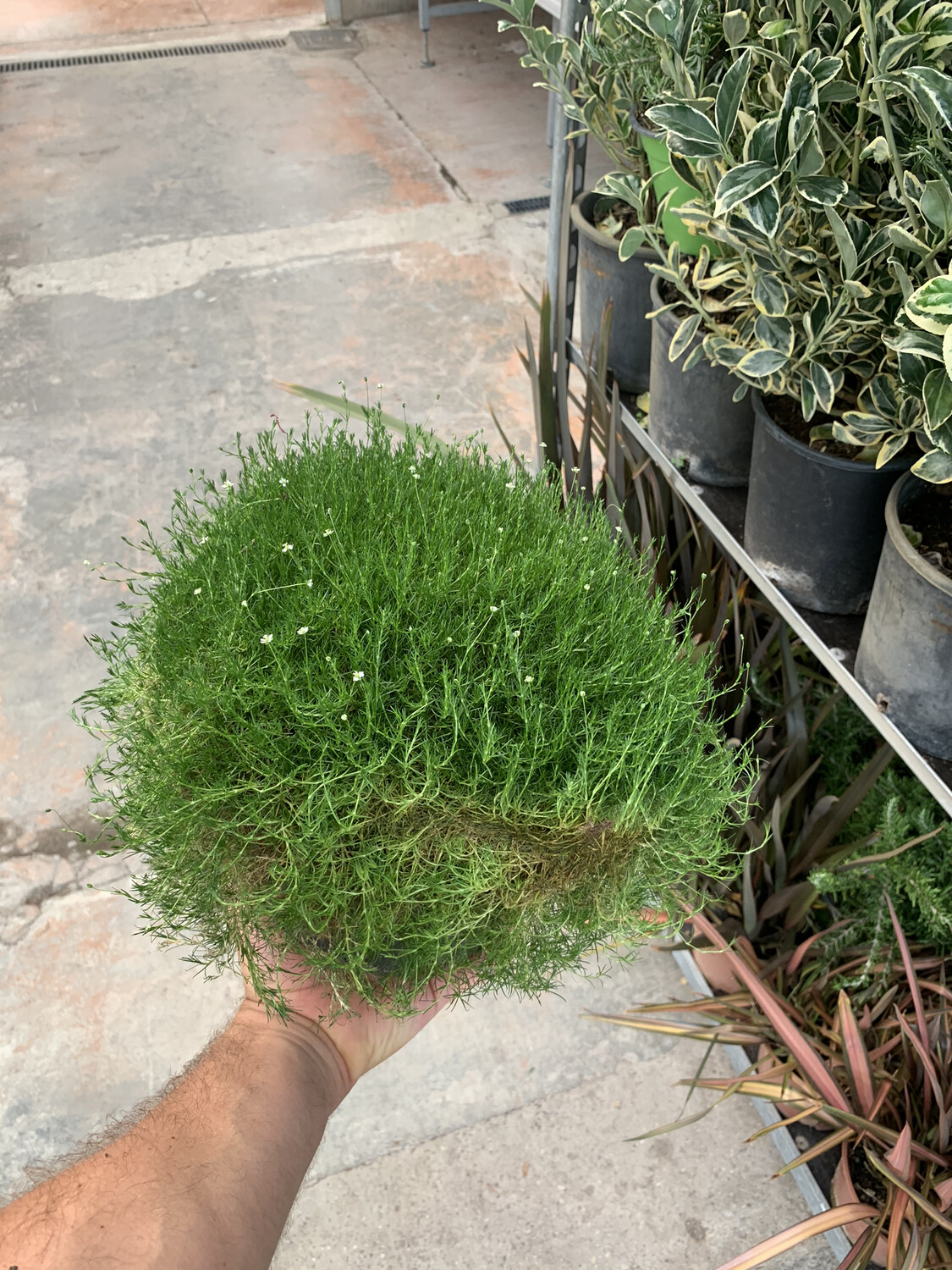 Sagina Subulata -Muschio irlandese - v17 Sagina Subulata -Muschio irlandese - v17