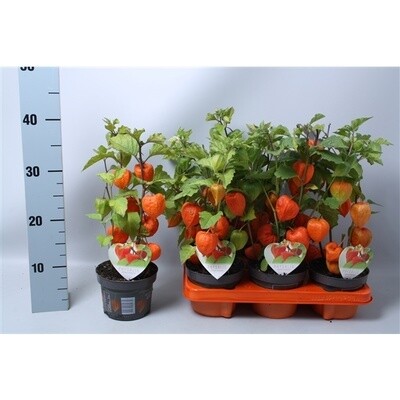 Physalis Alkekengi, Lanterne Rosse - vaso Ø13 cm
