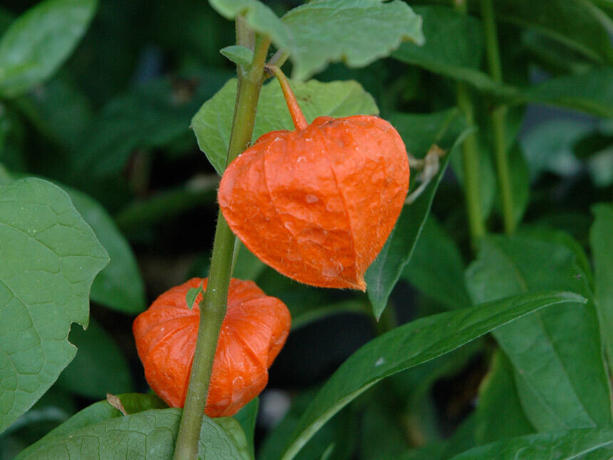 Physalis Alkekengi, Lanterne Rosse - vaso Ø13 cm Physalis Alkekengi, Lanterne Rosse - vaso Ø13 cm