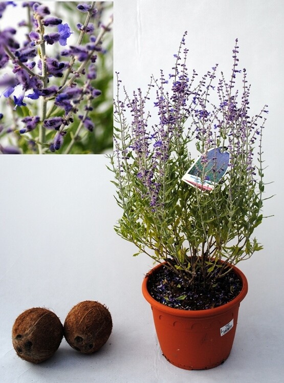 Perovskia Atriplicifolia, Salvia Russa, Lavanda Russa - vaso Ø18 cm