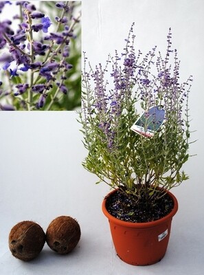 Perovskia Atriplicifolia, Salvia Russa, Lavanda Russa - vaso Ø18 cm