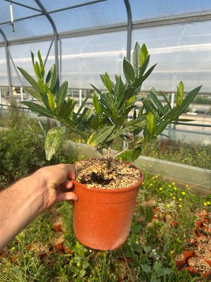 Prunus laurus Otto Luyken, Lauro di Otto Luyken - vaso Ø 18cm