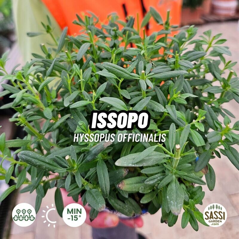 Issopo, Hyssopus officinalis - vaso Ø14 cm