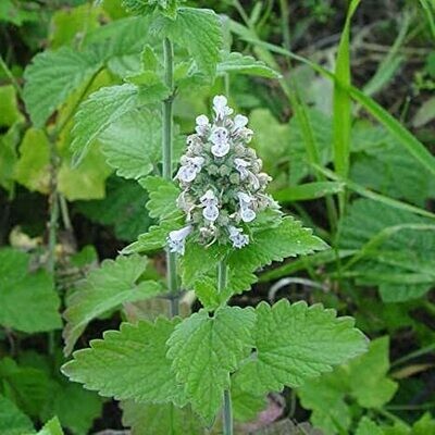 Nepeta cataria Gattaia , Gattaria , Erba Gatta - vaso Ø10 cm