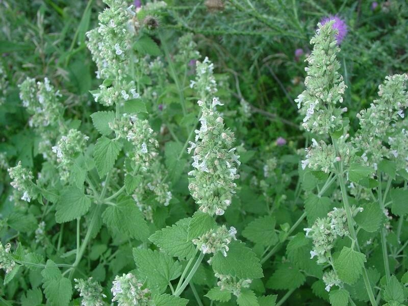 Nepeta cataria Gattaia , Gattaria , Erba Gatta - vaso Ø10 cm Nepeta cataria Gattaia , Gattaria , Erba Gatta - vaso Ø10 cm