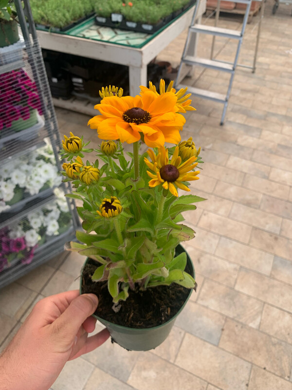 Rudbeckia Hirta - vaso Ø13 cm