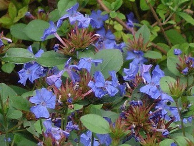 Ceratostigma plumbaginoides - vaso Ø8 Ceratostigma plumbaginoides - vaso Ø8