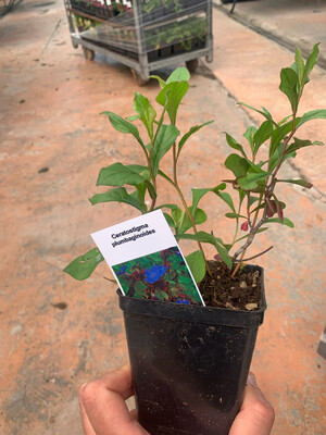 Ceratostigma plumbaginoides - vaso Ø8