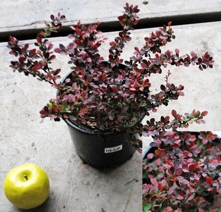 Berberis thunbergii ‘Atropurpurea’ - vaso Ø18 cm