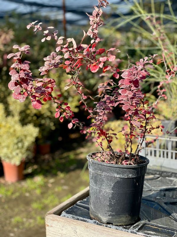 Berberis thunbergii ‘Atropurpurea’ - vaso Ø18 cm Berberis thunbergii ‘Atropurpurea’ - vaso Ø18 cm