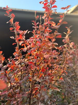 Berberis thunbergii ‘Atropurpurea’ - vaso Ø18 cm