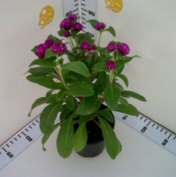 Gomphrena Globosa - vaso Ø13 cm