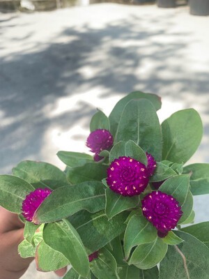 Gomphrena Globosa - vaso Ø13 cm