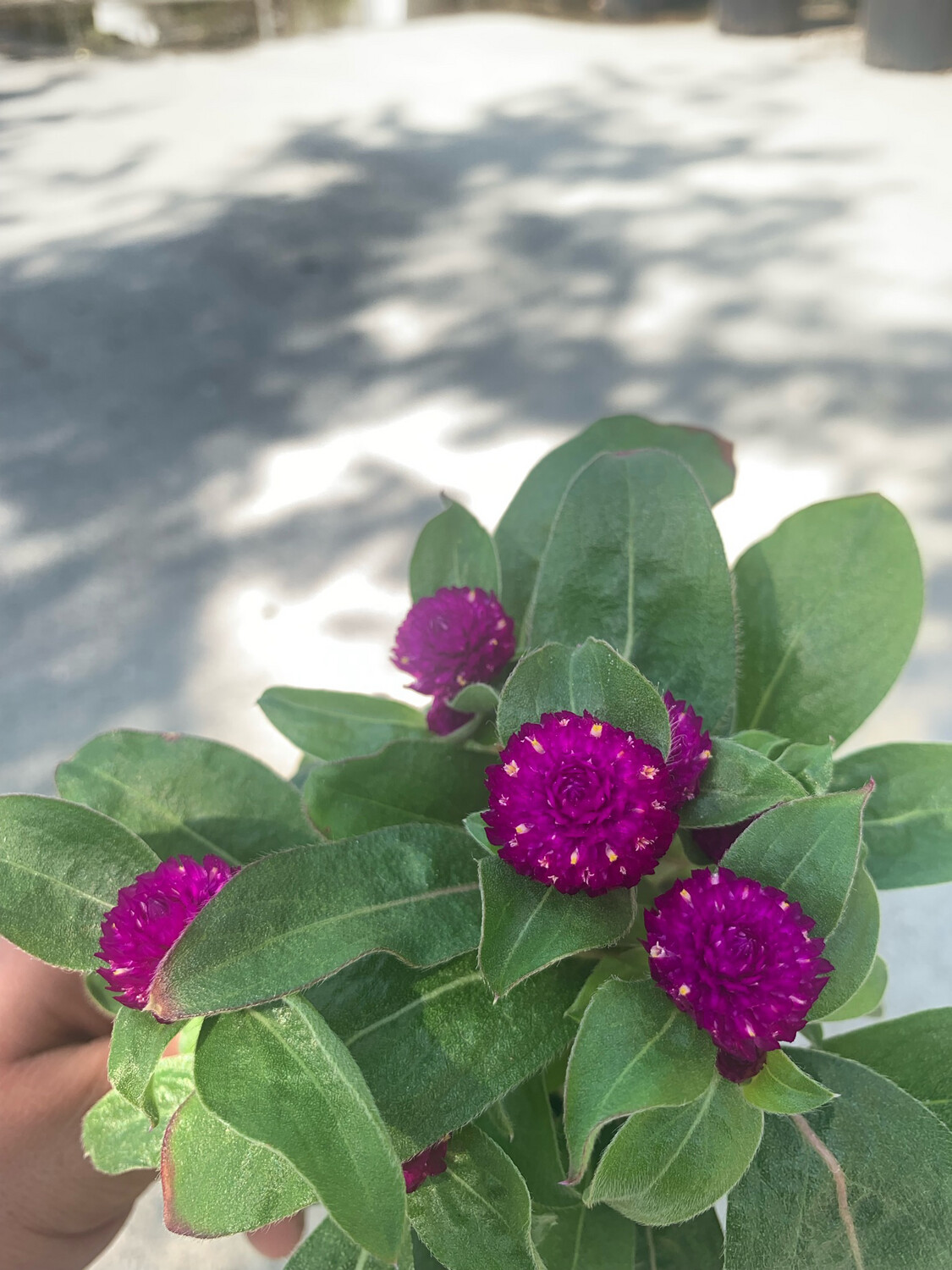 Gomphrena Globosa - vaso Ø13 cm