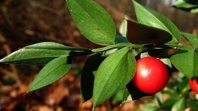 Ruscus aculeatus, Pungitopo - vaso Ø21 cm