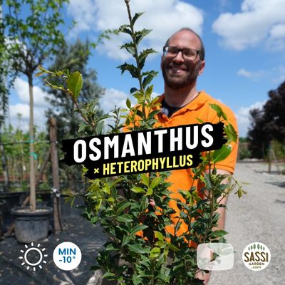 Osmanthus × heterophyllus o Osmanthus ilicifolius - vaso Ø20 cm h 80-90