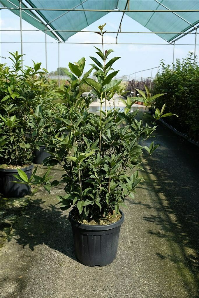 Osmanthus Armatus, legno del diavolo - vaso Ø24 cm scd Osmanthus Armatus, legno del diavolo - vaso Ø24 cm scd