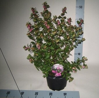 Sinforicarpo, Simporicarpo Symporicarpus, Lacrime d'Italia, Symphoricarpos Duhamel (bacca rosa) - vaso Ø24 cm