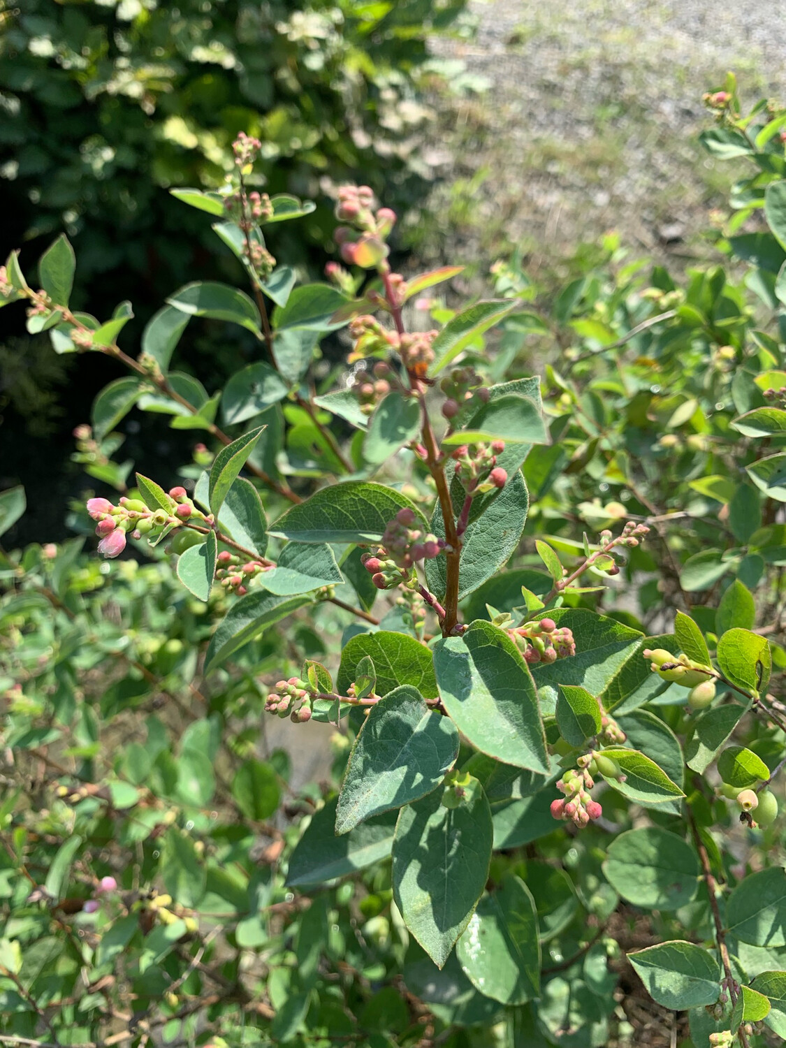 Sinforicarpo, Simporicarpo Symporicarpus, Lacrime d'Italia, Symphoricarpos Duhamel (bacca rosa) - vaso Ø24 cm