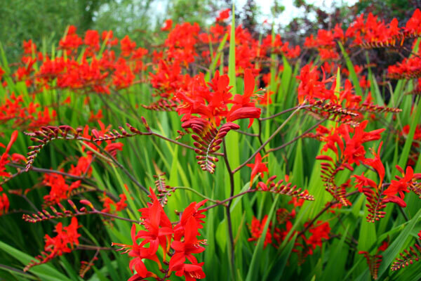Crocosmia Lucifer red king  - vaso Ø12 cm
