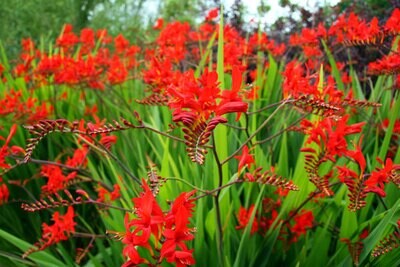Crocosmia Lucifer red king  - vaso Ø12 cm